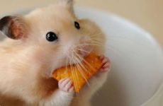 属鼠工作压力很大都会怎样解压