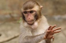 2024年7月偏财运最好的生肖 属猴人理财有收益