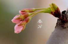 梦见白菜代表了什么