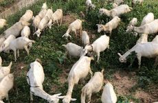 属羊人2026年终于转运了会发生什么