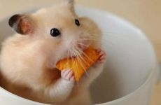 属鼠的人用什么微信头像好 带有幸运颜色的吉祥图案