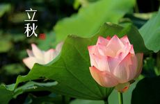 做梦梦见马桶堵了的寓意象征说法