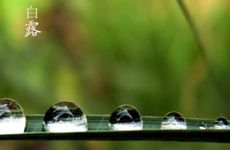 2023年白露以后是农历8月吗 结束时间是什么时候