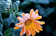 霜降和白露有什么区别 属于同一个季节吗