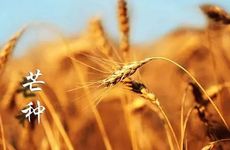 芒种的寓意和象征是什么 芒种时节的物候是什么