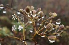 2023年12生肖倒霉排行榜 看看你排第几