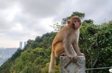 2024猴的桃花劫是谁 2024猴男的桃花劫是谁