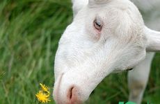 属羊人幸运数字和幸运颜色