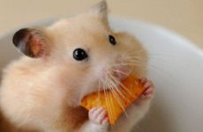 2023年生肖鼠的全年运势及运程分析 生肖鼠2023年事业运