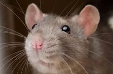 属鼠人命中注定的另一半是谁