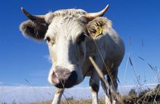 属虎女配属牛男在一起能不能够旺夫呢?