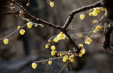 孙权属什么生肖 孙权夺取荆州