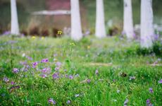 豪门最愿意娶的生肖女 嫁人眼光最准的生肖女