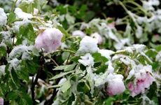 春节守岁的由来和寓意