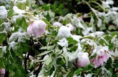 梦见普贤菩萨怎么回事 梦见普贤菩萨有什么预兆