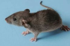 84年属鼠最旺财的微信名字 84年鼠的微信网名女的