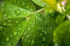 一个花瓶一枝花 把我那动人媳妇娶回了家