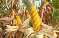 做梦被蛇咬了是什么意思？