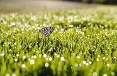 2022白露是几月几号白露养生润燥当为先 因人而异适时进补