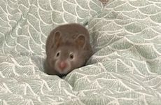 属鼠人最不顺的年份是什么时候