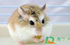 属鼠和属虎互相成就的一对