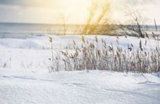 小寒节气的谚语