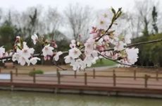 清明节可以种菜吗 北方清明节前后适合种什么菜