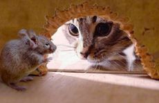 属鼠人2026年感情运如何