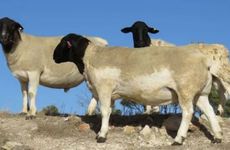 1991年生属羊的人财运 2023年生属羊人财运会有突破吗？