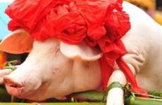 生肖猪不宜从事的职业领域