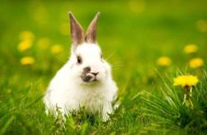 1999年属兔适合哪个方向发展，99年兔最佳职业选择