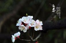 孕妇梦见蜈蚣是胎梦吗