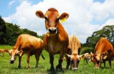 属牛跟属牛的婚配怎么样