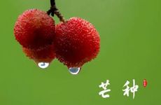 2024年芒种能种什么菜 能收麦子吗