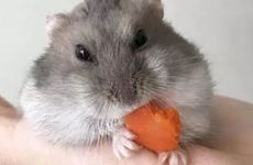 2026年属鼠人去哪个方位求财最好