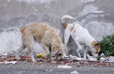 属狗的哪一年最容易脱单 属狗找对象属什么的最好