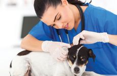 70年属狗53岁有牢狱之灾70年属狗人2023年如何灾