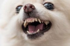 属狗人客厅摆放什么旺事业 最旺属狗人事业的家居摆件