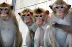 属猴2026年微信头像用什么好