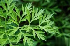 塔罗测试2023年你会遇到正缘桃花吗 塔罗牌测未来正缘特征