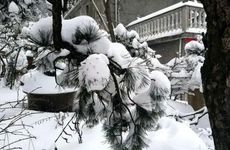 女性梦中牙齿掉了预兆何解？