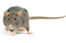 72年属鼠最佳结婚年龄 72年的感情观是怎样的