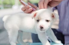 2022年属狗下半年走什么运程 会发生什么事情呢