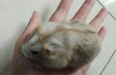 2024年属鼠哪个月有牢狱之灾 如何化解