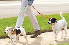 1994年属狗人一生三大劫