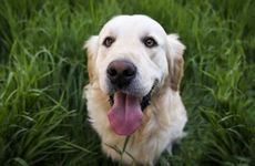 属狗人2022年10月运势运程完整版 生肖狗得贵人帮助事业运势有望