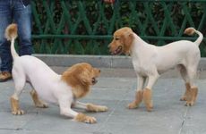 1994属狗一生的大劫年