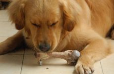 属狗与哪些生肖不合？ 属狗的人和什么属不合