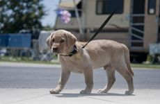 寅时出生的属狗人命运如何