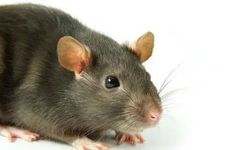 2024年属鼠合太岁戴什么首饰好2024年适合属鼠人戴的首饰